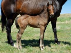 Paducah Bartender JW <BR>AQHA 6006168